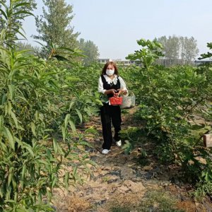 楊文久一行走進會龍鎮(zhèn)無花果種植基地調研